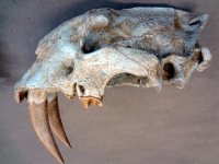 Megantereon inexpectatus, saber-toothed cat skull