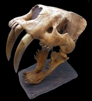 Smilodon populator, saber-toothed cat skull