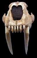 Smilodon populator, saber-toothed cat skull