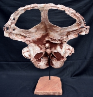 Protoceratops andrewsi, adult skull