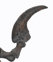 Utahraptor ostrommaysorum, foot