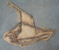 Antanadactylus pricei, pterosaur