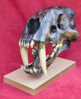 Smilodon fatalis, sabertooth cat skull