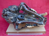 Smilodon fatalis, sabertooth cat skull