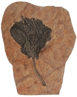 Syphocrinites elegans, crinoid