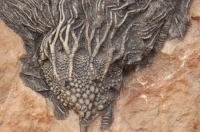 Syphocrinites elegans, crinoid