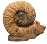 Prionocyclus wyomingensis, ammonite