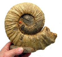 Prionocyclus wyomingensis, ammonite