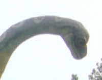 Apatosaurus, life size model