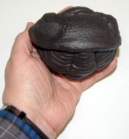 Giant Enrolled Phacops Trilobite