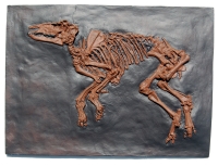 Propalaeotherium, Messel Horse Skeleton