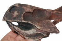 Protoceratops andrewsi, skull