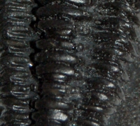 Phacops rana milleri, trilobite