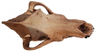 Canis dirus, Dire Wolf skull