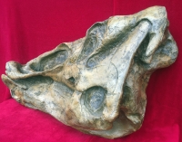 Edmontosaurus 3/4 skull 46 Inches long