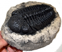 Phacops rana africana, trilobite