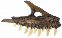 Albertosaurus, maxilla