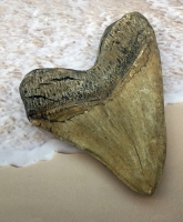 Megalodon (Otodus megalodon) tooth, Ivory