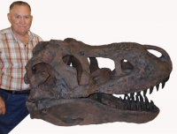 Tinker the Juvenile Tyrannosaurus rex, skull