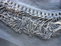 Nothosaurus, reptile skeleton