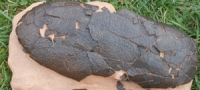 Macroelongatoolithus xixia, Dinosaur Eggs