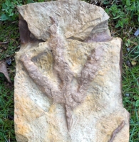 Theropod (dinosaur) Bird Track, positive