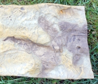 Theropod (dinosaur) Bird Track, negative