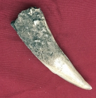 Spinosaurus Tooth