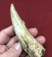 Spinosaurus Tooth