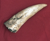 Spinosaurus Tooth