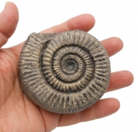 Dactylioceras commune, ammonite