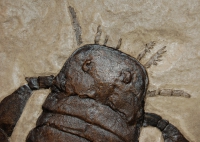 Eurypterus remipes, with frame, Siluria