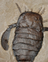 Eurypterus remipes, with frame, Siluria