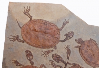 Manchurochelys liaoxiensis, 4  fossil turtle mortality plate