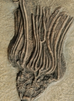 Three Crinoid Species