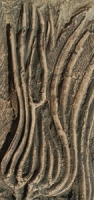 Three Crinoid Species