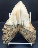 Massive 6 7/8 Inch Megalodon (Otodus megalodon) tooth