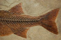 Mioplosus labracoides, Green River, fossil fish