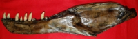 Albertosaurus, left lower jaw