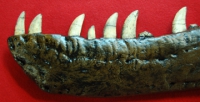 Albertosaurus, left lower jaw