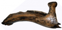 Parasaurolophus walkeri, left lower jaw (juvenile) hadrosaur