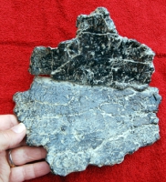 Ankylosaurus, large osteoderm plate