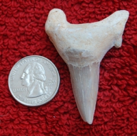 Otodus obliquus authentic fossil shark tooth