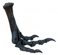 Juvenile Tyrannosaurus rex (Tinker) Foot