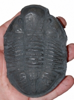 Asaphiscus wheeleri, trilobite