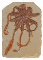 Solarnocrinus, crinoid calyx