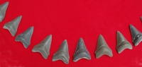 Otodus Megalodon Shark 46 Tooth Set