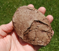 American Dinosaur Egg Orodromeus makelai