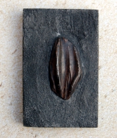 Iguanodon bernissartensis, tooth in matrix