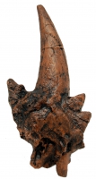 Dracorex hogwartsia, Squamusal Horn Cast  Replica 